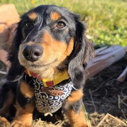 Dachshunds from Kayla Jamerson