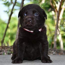 Girl 1 - Chocolate female Labrador Retriever puppy in North Wilkesboro, North Carolina from Sunset Ridge Labs