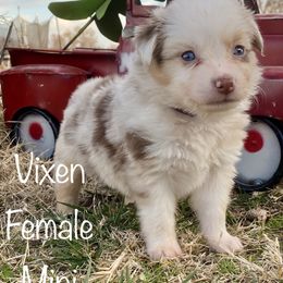 Miniature Australian Shepherd and Toy Australian Shepherd Puppies from HighEnd Aussies