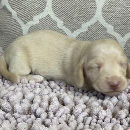 AKC Boy 5 - Cream male Dachshund puppy in Joshua Tree, California from Desert Dreams Ranch