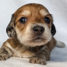 Valencia - Red female Dachshund puppy in Winamac, Indiana from WZ Kennels