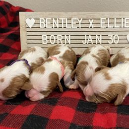 Cavalier King Charles Spaniel Puppies from Postma’s Puppies