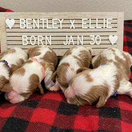 Cavalier King Charles Spaniel Puppies from Postma’s Puppies