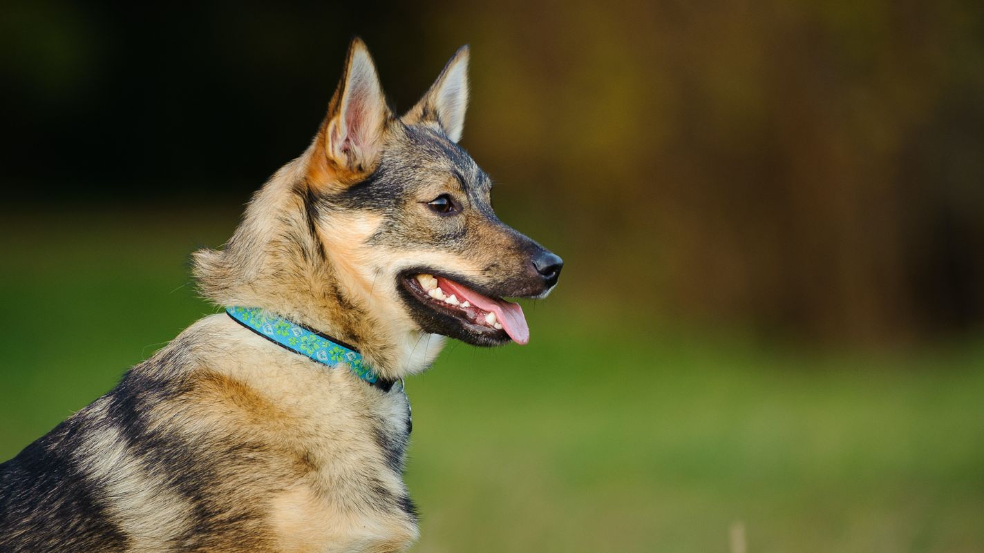 Swedish Vallhund
