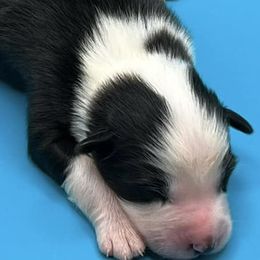 Boy 5 - PISTACHIO - Black & white Australian Shepherd puppy in Gowen, Michigan from XA AUSTRALIAN SHEPHERDS