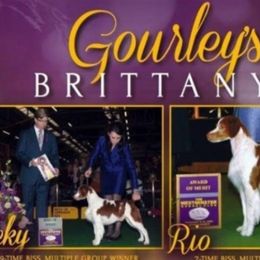 Brittanys from Gourley's Brittanys