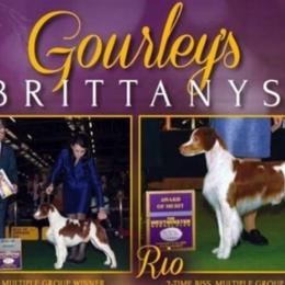 Brittanys from Gourley's Brittanys