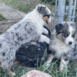 Australian Shepherd Puppies from Bears Paw Aussies