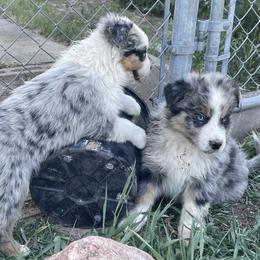 Australian Shepherd Puppies from Bears Paw Aussies