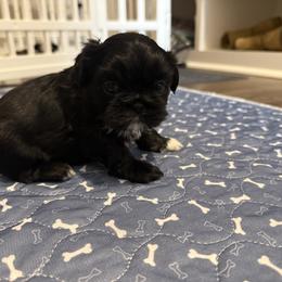 Shih Tzu Puppies from Jamie Manteufel