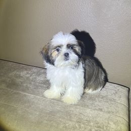 Chase - Red and white male Shih Tzu puppy in Eastvale, California from Gigi’s Shih tzu