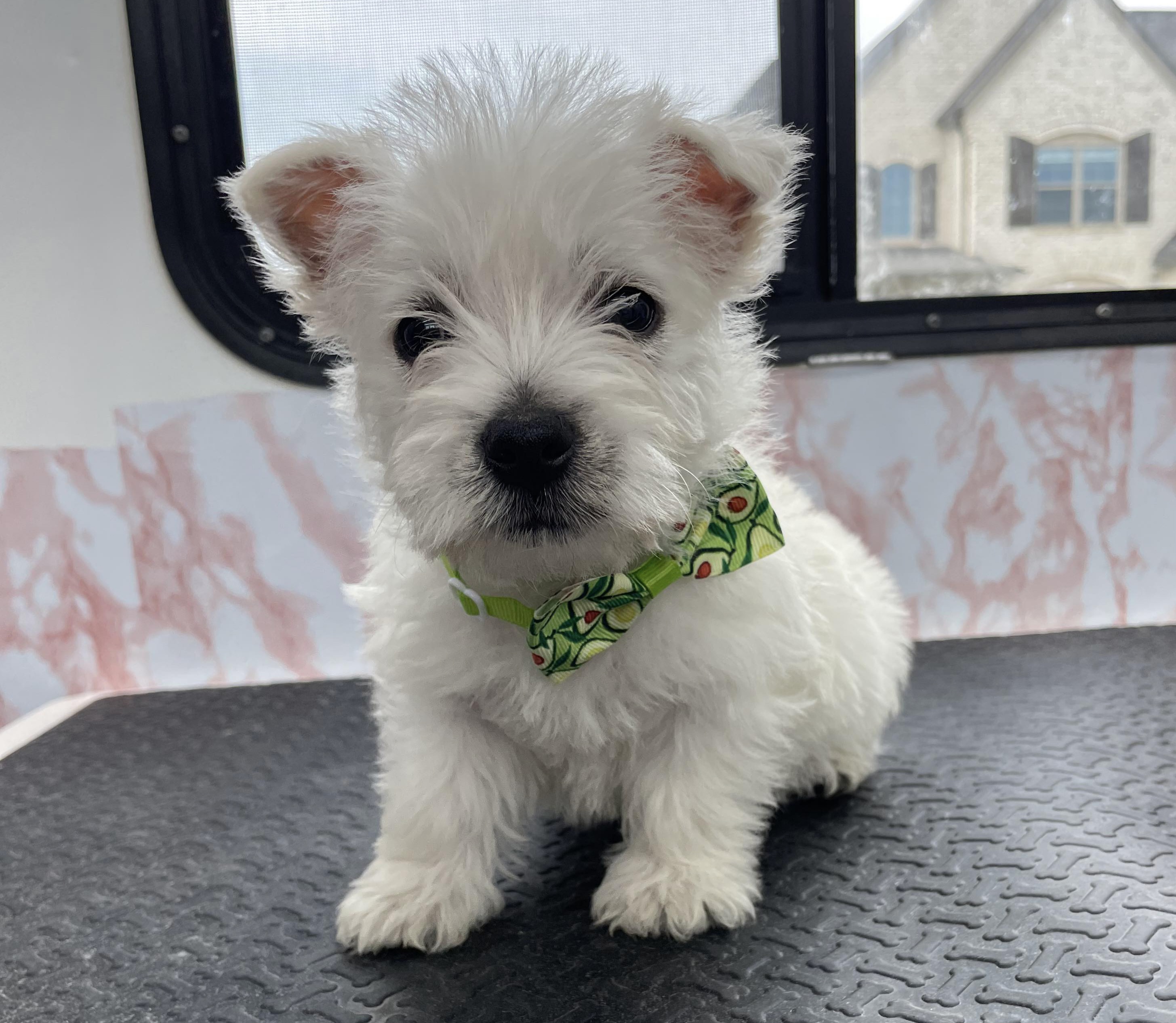 West Highland White Terrier Puppies from Westies of Morrison