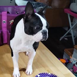 Willow - Boston Terrier