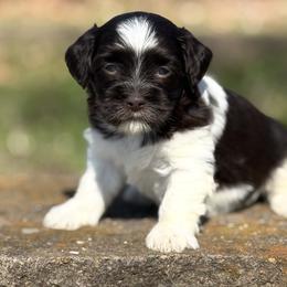 Dakota - Black and white female Havanese puppy in Lancaster, South Carolina from 3 Bs Havanese-PUPPIES with  PURPOSE