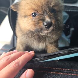 Prince Henry - Brindle male Pomeranian puppy in Chattanooga, Tennessee from Valley Poms