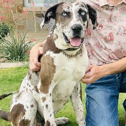 Nash - Catahoula Leopard Dog