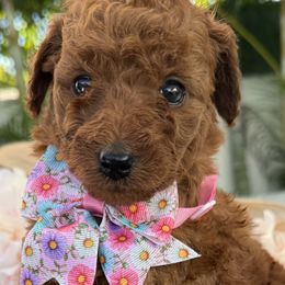 Abby - Red  female Poodle puppy in Cape Coral, Florida from Ruby the poodle