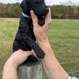 Light Blue Collar - Black male Poodle puppy in Henagar, Alabama from Windy Oak Kennels