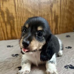 Moose- ( Mr. Roper) - Piebald male Dachshund puppy in Wolf Lake, Indiana from Canisteo Dachshunds
