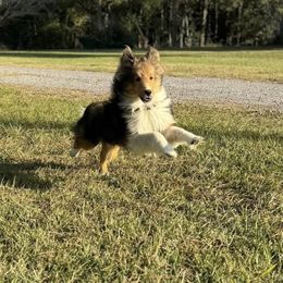 Shetland Sheepdog puppies from Romans 12 Kennels