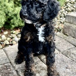 Goldendoodle Puppies from Ohio Down Home Doodles