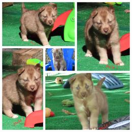 Faolan Male 1 - Red and white male Siberian Husky puppy in Hiawassee, Georgia from Chastains Huskies