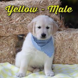 Golden Retriever Puppies from Valley County Goldens