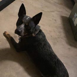 Bandit - Australian Cattle Dog