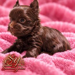 KitKat - Liver female Yorkshire Terrier puppy in Kaplan, Louisiana from Showcase Yorkies