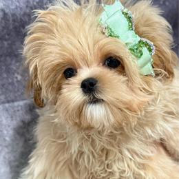 Rocky tiny - Apricot male Maltipoo puppy in San Diego, Temecula, Ontario, California from Yorkie & Maltese Royalty