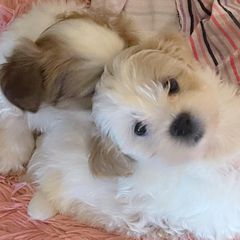 Maltipoos, Poodles, and Shichons from Family Teddy Bears