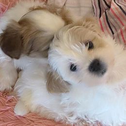 Maltipoos, Poodles, and Shichons from Family Teddy Bears