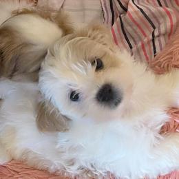 Maltipoos, Poodles, and Shichons from Family Teddy Bears