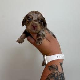 Buck - Dapple male Dachshund puppy in Mc Alester, Ok, Oklahoma from New Hope Miniature Dachshunds