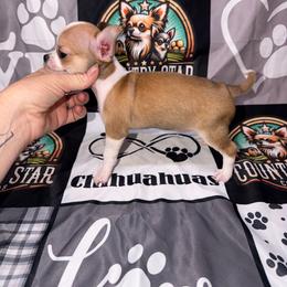Alvin - Black sabled fawn male Chihuahua puppy in Palmyra, Indiana from Country Star Chihuahuas