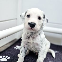 Akela - White and black male Dalmatian puppy in Gray, Georgia from Fuller Spots