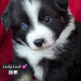 Lady Luck - Black tri female Miniature Australian Shepherd puppy in Powell Butte, Oregon from Willow Lane Ranch