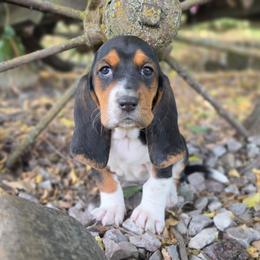 Girl1 - Black brown and white female Basset Hound puppy in Valley, Washington from Peaceful Valley Paws