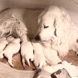 Blue - Golden Retriever