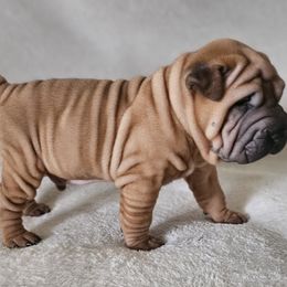 Scooby - Brown male Chinese Shar-Pei puppy in Bakersfield, California from Cashmerewrinkles