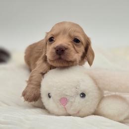 April - Red female Dachshund puppy in Nine Mile Falls, Washington from River Run Doxies