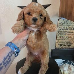 Paisley - Red female Cavapoo puppy in Gresham, Oregon from Paisley Cavapoos