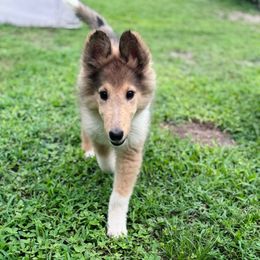 Ms. Pink - Sable female Collie puppy in Tallahassee, Florida from Lampost Kennels