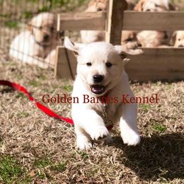 Golden Retriever Puppies from Golden Barnes Kennel