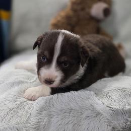 Black Collar - Red tri-color female Miniature American Shepherd puppy in Statesboro, Georgia from Azure Miniature American Shepherds