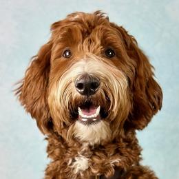 Amos - Australian Labradoodle