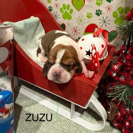 Zuzu - Brown and white female Basset Hound puppy in Lagrange, Georgia from Tall Oak Bassets