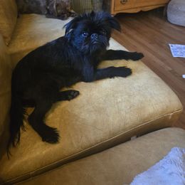 Brussels Griffon puppies from Baringer Brussels