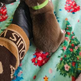 Honey - Brown and white female Siberian Husky puppy in Springfield, Massachusetts from 16acreshuskies