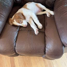 Brittany Puppies from Masterpiece Brittanys